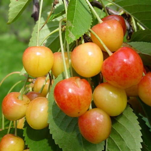 Prunus avium 'Dönisseni Kollane' - Magus kirsipuu 'Dönisseni Kollane' C6/6L Prunus avium 'Dönisseni Kollane' - Magus kirsipuu 'Dönisseni Kollane' C6/6L