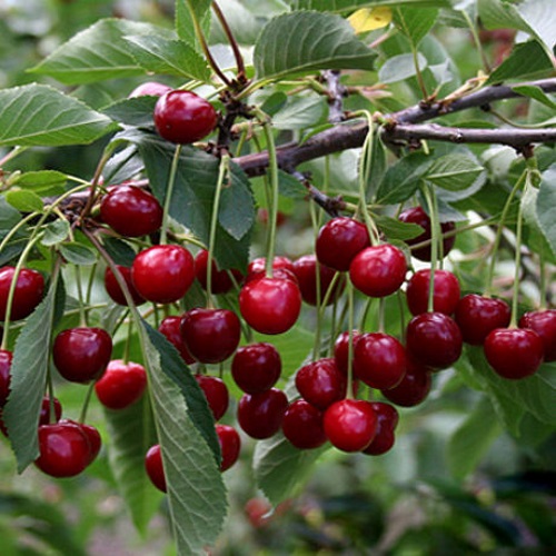 Prunus cerasus 'Turgenevka' - Hapu kirsipuu 'Turgenevka' C7/7L Prunus cerasus 'Turgenevka' - Hapu kirsipuu 'Turgenevka' C7/7L