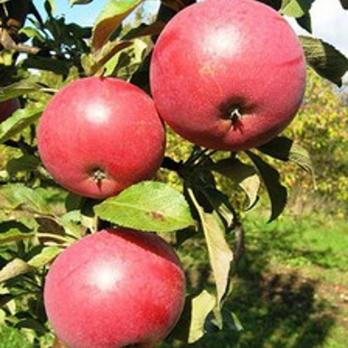 Malus domestica 'Inese' - Sammasõunapuu 'Inese' C6/6L Malus domestica 'Inese' - Sammasõunapuu 'Inese' C6/6L