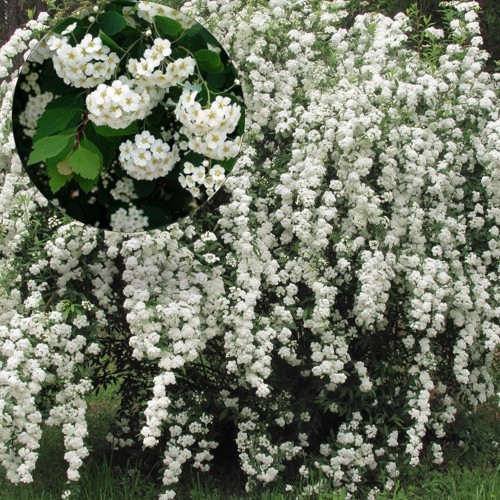 Spiraea x vanhouttei - Värdenelas C5/5L