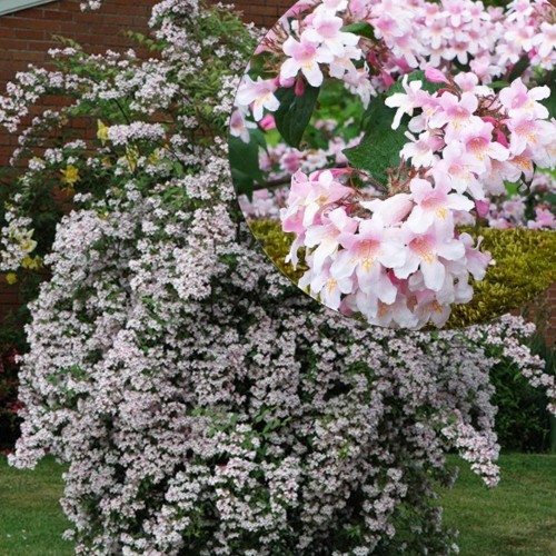Kolkwitzia amabilis - Kolkvitsia C1,5/1,5L