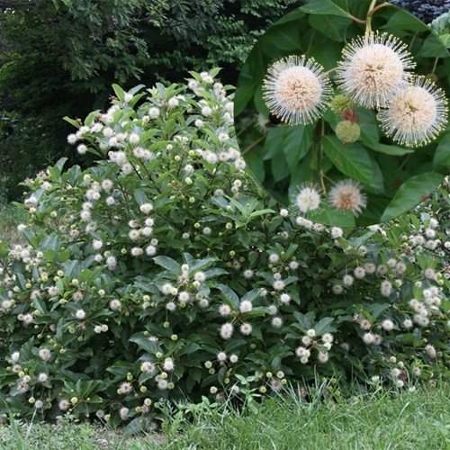 Cephalanthus occidentalis - Nutipõõsas P9/0,55L