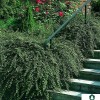 Cotoneaster dammeri 'Skogholm' - Dammeri tuhkpuu 'Skogholm' C2/2L
