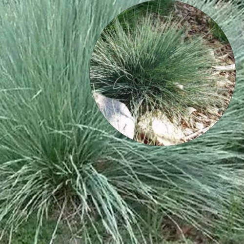 Festuca amethystina - Ametüst-aruhein P9/0,55L 