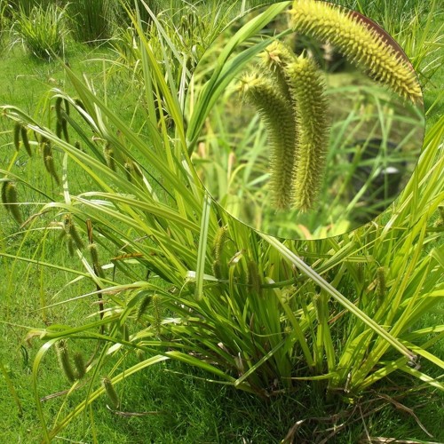 Carex pseudocyperus - Kraavtarn P9/0,55L