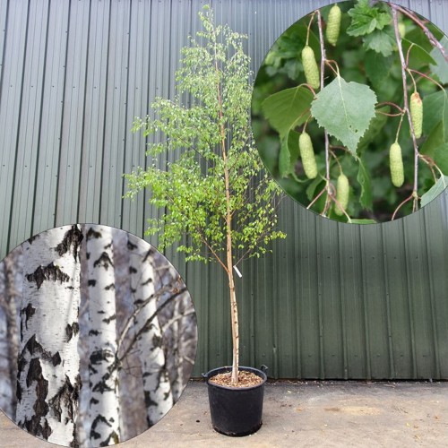 Betula pendula - Arukask C4/4L