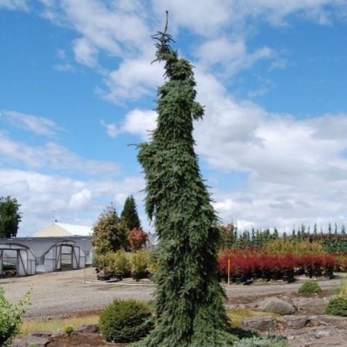 Picea omorika 'Pendula Bruns' - Serbia kuusk 'Pendula Bruns' C10/10L