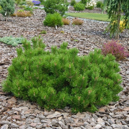 Pinus mugo var. pumilio - Kääbus-mägimänd C5/5L