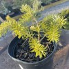Abies balsamea - Palsamnulg C5/5L
