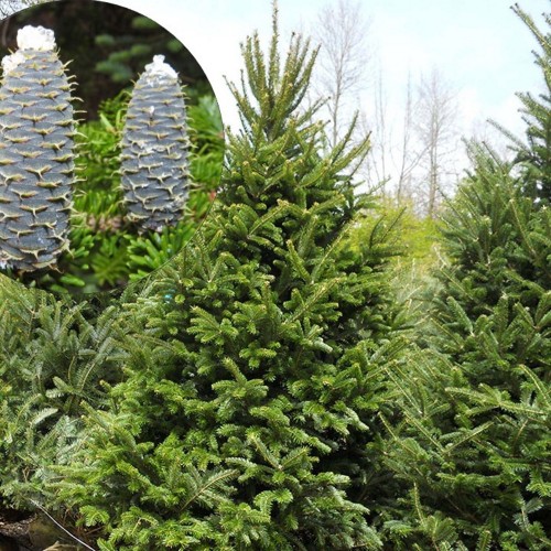 Abies balsamea - Palsamnulg C5/5L