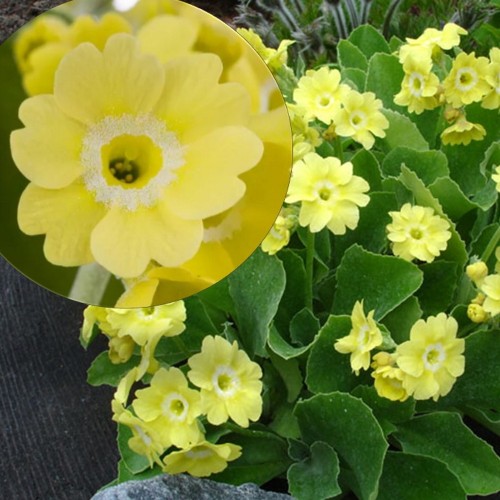 Primula auricula - Kõrvikpriimula P9/0,55L