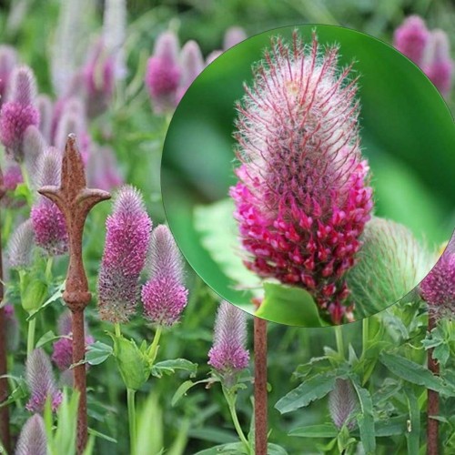 Trifolium rubens - Purpurristik P9/0,55L