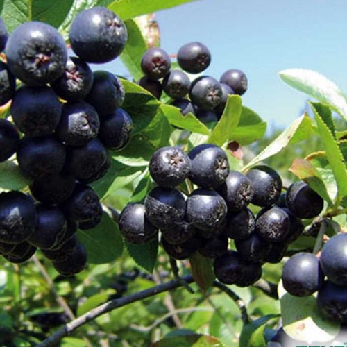 Aronia prunifolia 'Nero' - Must aroonia 'Nero' P9/0,55L