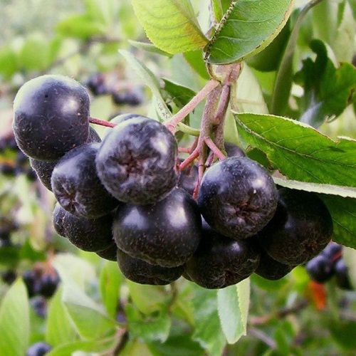Aronia prunifolia 'Viking' - Must aroonia 'Viking' P9/0,55L 