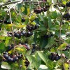 Aronia prunifolia 'Viking' - Must aroonia 'Viking' P9/0,55L 
