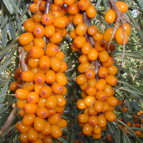 Hippophae rhamnoides 'Botanitšeskaja Ljubitelskaja' - Harilik astelpaju 'Botanitšeskaja Ljubitelskaja' C4/4L