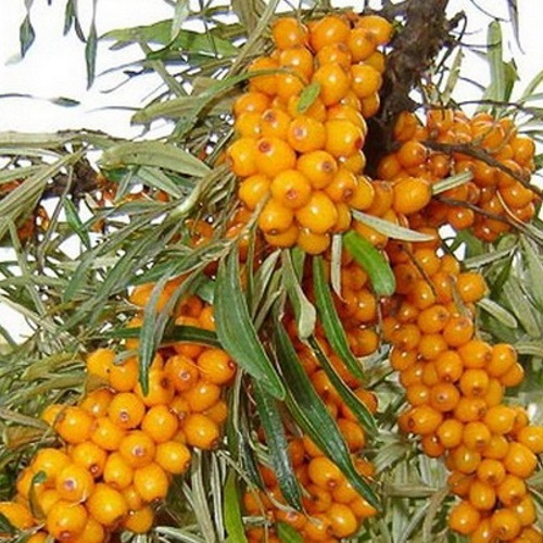 Hippophae rhamnoides 'Podarok Sadu' - Harilik astelpaju 'Podarok Sadu' C1/1L