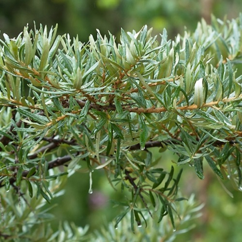 Hippophae rhamnoides - Harilik astelpaju - isastaim C3/3L
