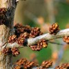 Hippophae rhamnoides 'Hikul' - Harilik astelpaju 'Hikul' C1/1L