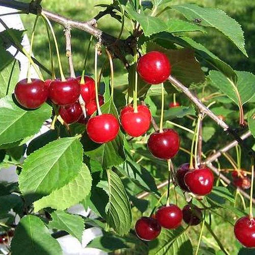 Prunus cerasus 'Läti Madalkirss' - Hapu kirsipuu 'Läti Madalkirss' C7/7L