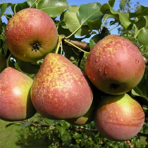 Pyrus communis 'Mramornaja' - Harilik pirnipuu 'Mramornaja' C6/6L