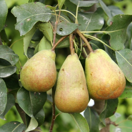 Pyrus communis 'Pepi' - Harilik pirnipuu 'Pepi' C6/6L