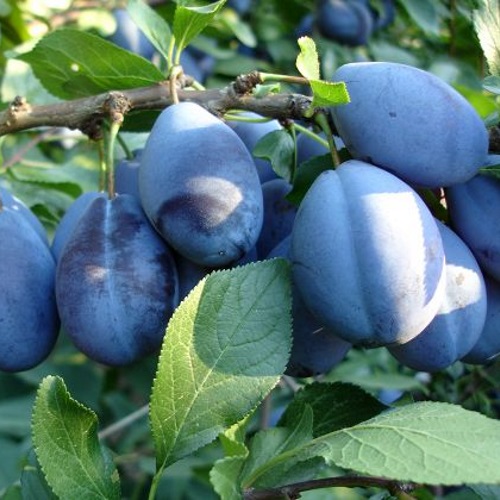 Prunus domestica 'Stanley' - Aed-ploomipuu 'Stanley' C6/6L