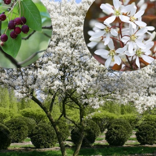 Amelanchier lamarckii - Vask-toompihlakas C5/5L