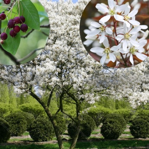 Amelanchier lamarckii - Vask-toompihlakas C2/2L