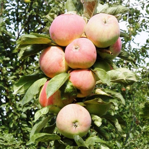 Malus domestica 'Ciepa' - Sammasõunapuu 'Ciepa' C6/6L