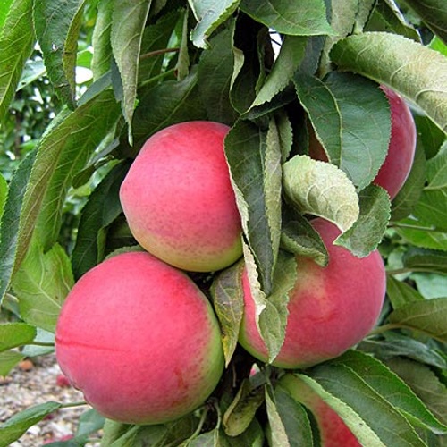 Malus domestica 'Zane' - Sammasõunapuu 'Zane' C6/6L